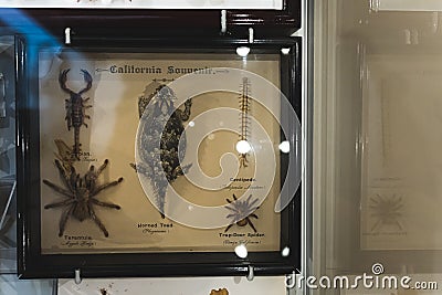 figures of spiders and reptiles in Wollaton Hall Museum, popular destination in UK Editorial Stock Photo