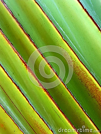 The figures of stalks, travellers palm tree Stock Photo