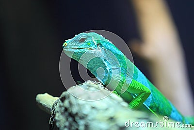 Fiji banded iguana Stock Photo