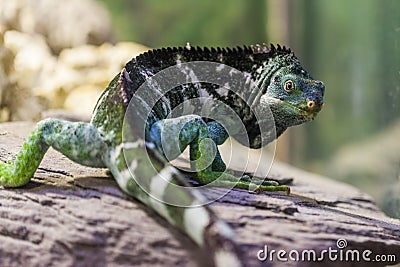 Fiji Island Crested Iguana - Critically endangered species. Stock Photo