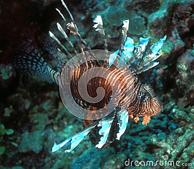Fiji lionfish Stock Photo