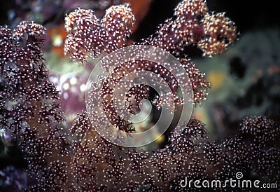 Fijian Soft Coral Stock Photo