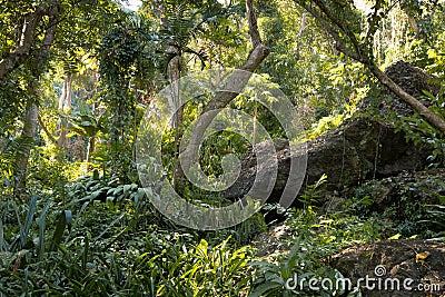 Fijian tropical jungle Stock Photo