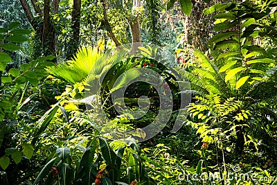 Fijian tropical jungle Stock Photo