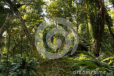 Fijian tropical jungle Stock Photo