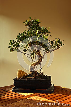 Fikus Resuta Bonsai Tree Stock Photo