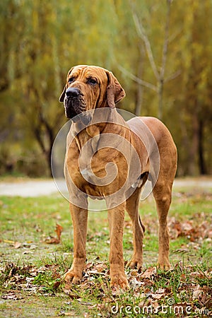 Fila Brasileiro dog portrait, autumn scene Stock Photo