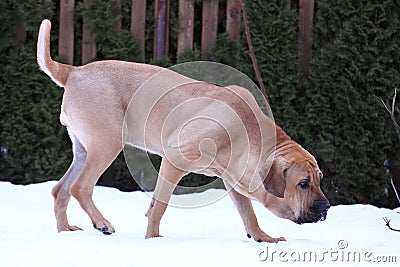 Fila brasileiro Stock Photo