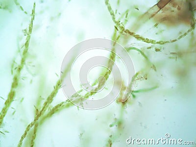 Filamentous algae Stock Photo