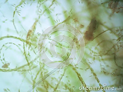 Filamentous algae Stock Photo