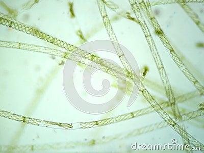 Filamentous algae Stock Photo