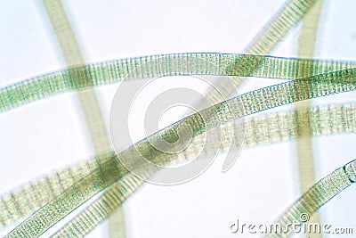 Filamentous of cyanobacteria Oscillatoria under microscopic view for education Stock Photo