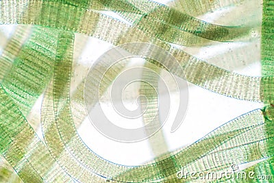 Filamentous of cyanobacteria Oscillatoria under microscopic view for education Stock Photo