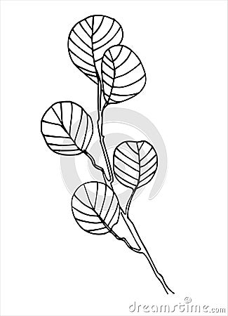 Filbert branch vector line art Vector Illustration