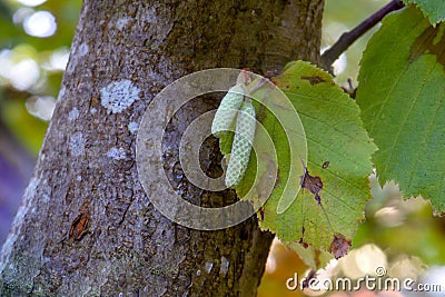 Filbert with Autumn Leaf 05 Stock Photo