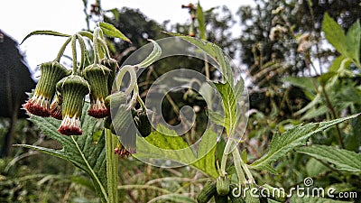 Crassocephalum crepidioides, Thickhead, Fireweed, Redflower ragleaf Stock Photo