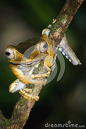 File-eared Tree Frog Stock Photo