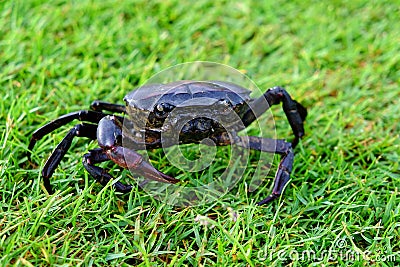 Filed crab green grass background Stock Photo