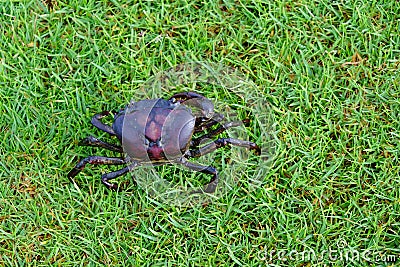 Filed crab green grass background close up Stock Photo