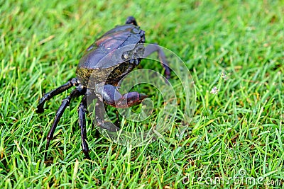 Filed crab green grass background close up Stock Photo