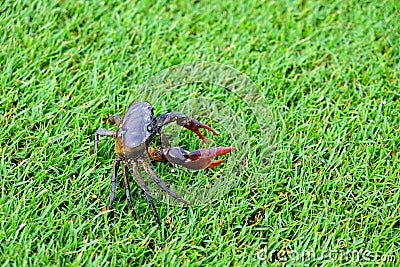 Filed crab green grass background close up and copy space Stock Photo
