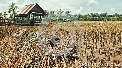 Harvest rice Stock Photo