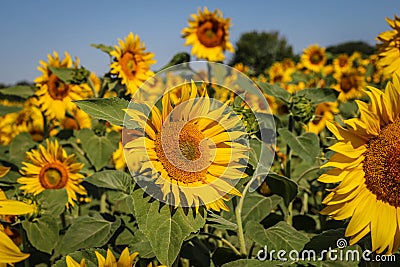 Filed of a sunflower latin name: Helianthus annuus Stock Photo