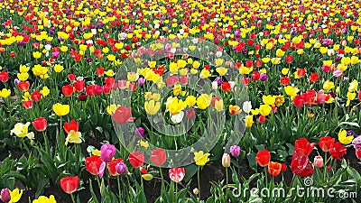 Filed of tulips Stock Photo
