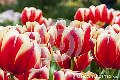 Filed of Tulips Stock Photo