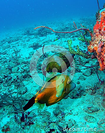 Filefish Stock Photo