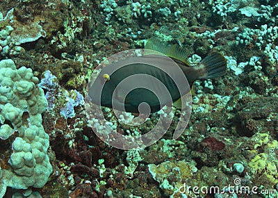 Filefish Stock Photo