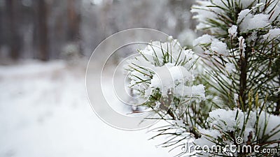 filiale del pino in neve Precipitazioni nevose nel Forest Park Paesaggio di inverno in parco vago innevato Video di Hd archivi video filiale del pino in neve Precipitazioni nevose nel Forest Park Paesaggio di inverno in parco vago innevato Video di Hd archivi video