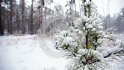 filiale del pino in neve Precipitazioni nevose nel Forest Park Paesaggio di inverno in parco vago innevato Video di Hd video d archivio filiale del pino in neve Precipitazioni nevose nel Forest Park Paesaggio di inverno in parco vago innevato Video di Hd video d archivio