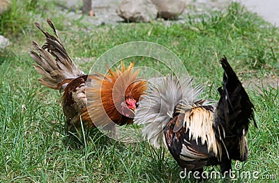 Filipino Cock Fight 85