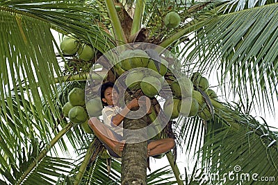 Filipino man cuts coconuts in top of palm tree Editorial Stock Photo