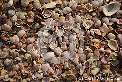 Filled frame background wallpaper shot of endless millions of old tiny colorful shells, clams and coquilles covering the beautiful Stock Photo