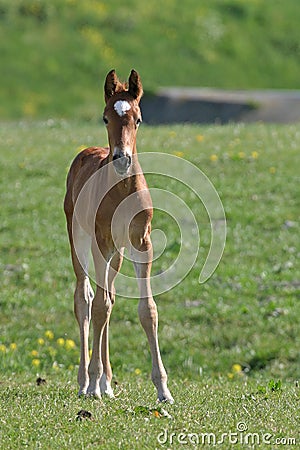 Filly Stock Photo