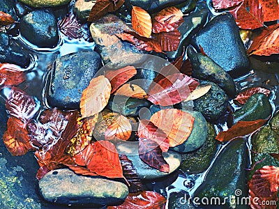 Filtered photo.Gravel at mountain river covered with fall leaves Stock Photo