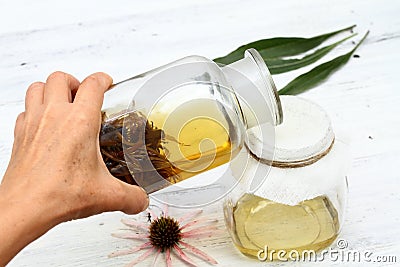 Filtering tincture from flower heads of narrow leaf purple cone flower. Stock Photo