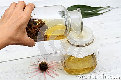 Filtering tincture from flower heads of narrow leaf purple cone flower Stock Photo