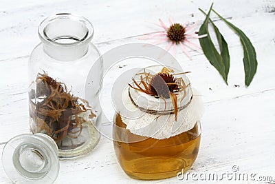 Filtering tincture from flower heads of narrow leaf purple cone flower. Stock Photo