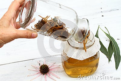 Filtering tincture from flower heads of narrow leaf purple cone flower Stock Photo
