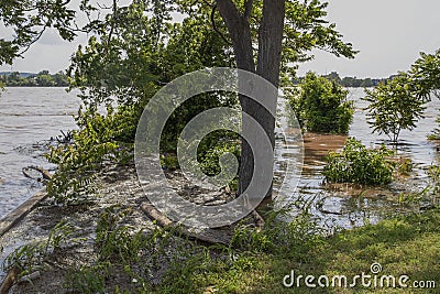 Filth and trash and debris from flooded river caught up and held in place and floating on water near shore - selective focus Stock Photo