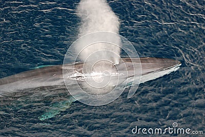 Fin Whale Stock Photo