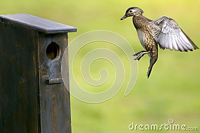 Final Approach Stock Photo