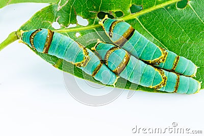 Final instar caterpillar of banded swallowtail butterfly on leaf Stock Photo
