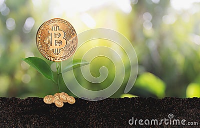 Financial golden Bitcoins ladder growth concept Crypto currency Stock Photo