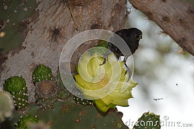 Finch Bird on Cactus Flower Stock Photo