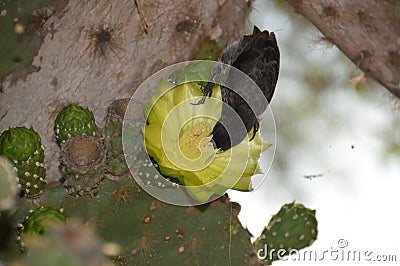 Finch Bird on Cactus Flower Stock Photo
