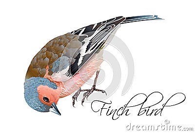 Finch bird illustration Vector Illustration